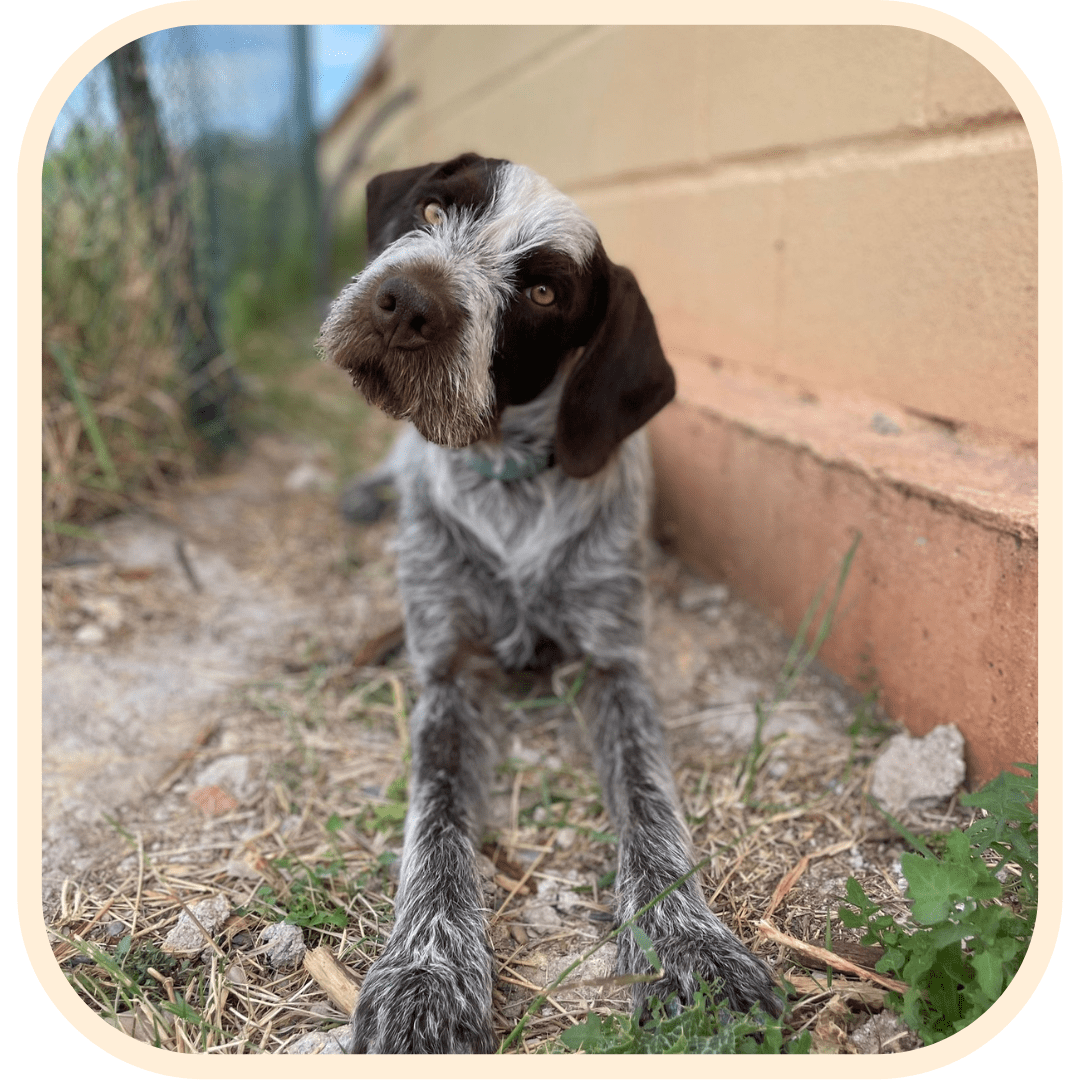 Perro en adopción -Griffin