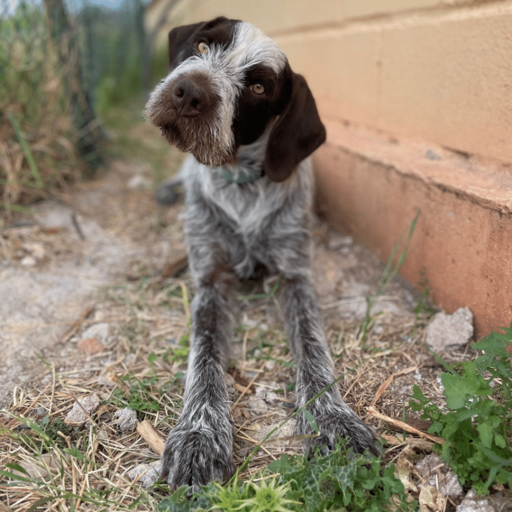 perro-en-adopcion-griffin-1
