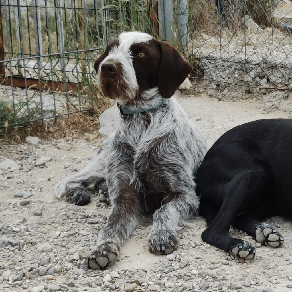 perro-en-adopcion-griffin-10