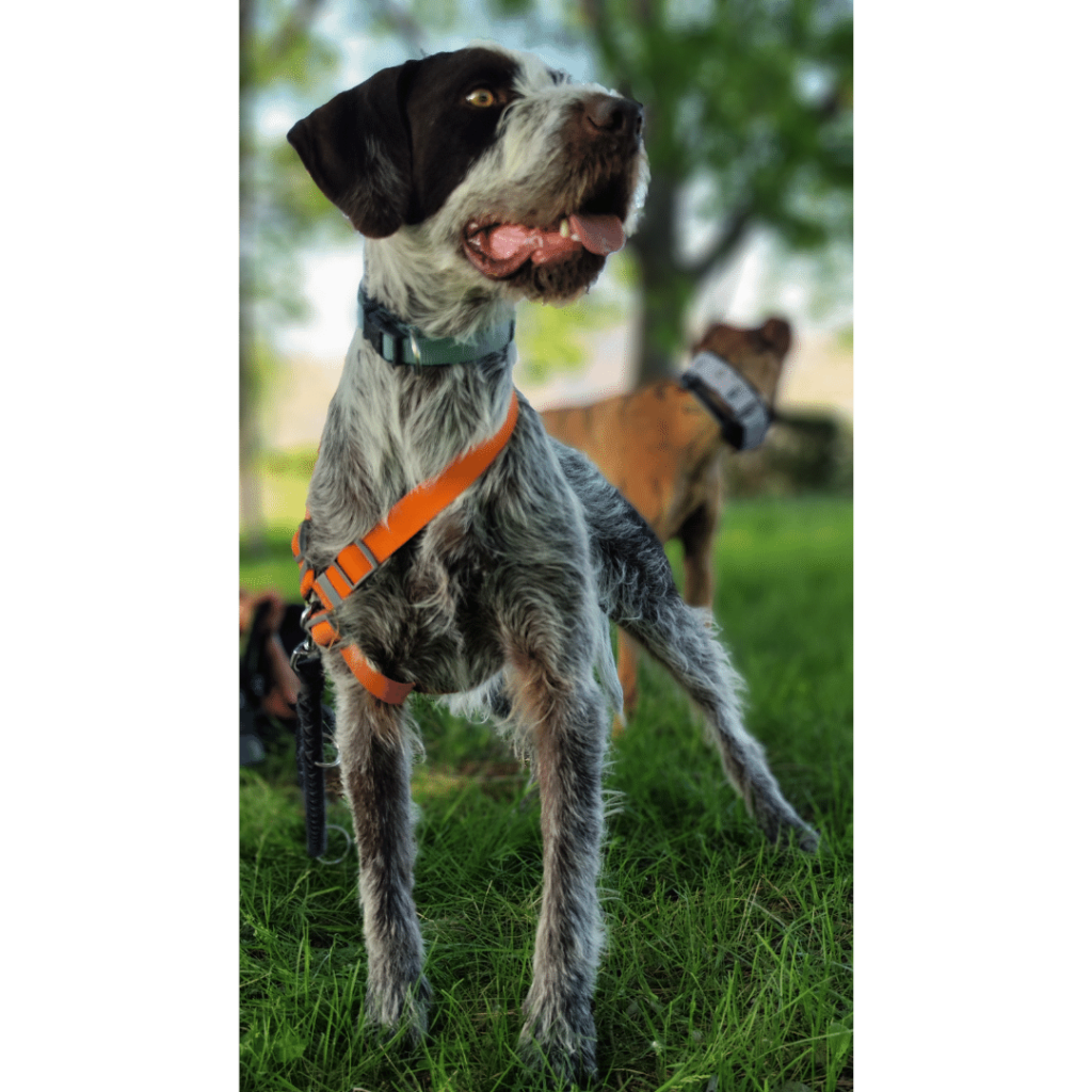 perro-en-adopcion-griffin-11
