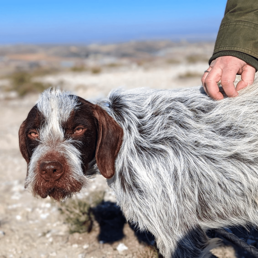 perro-en-adopcion-griffin-2