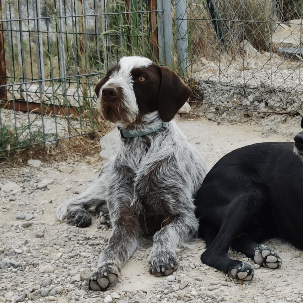 perro-en-adopcion-griffin-3