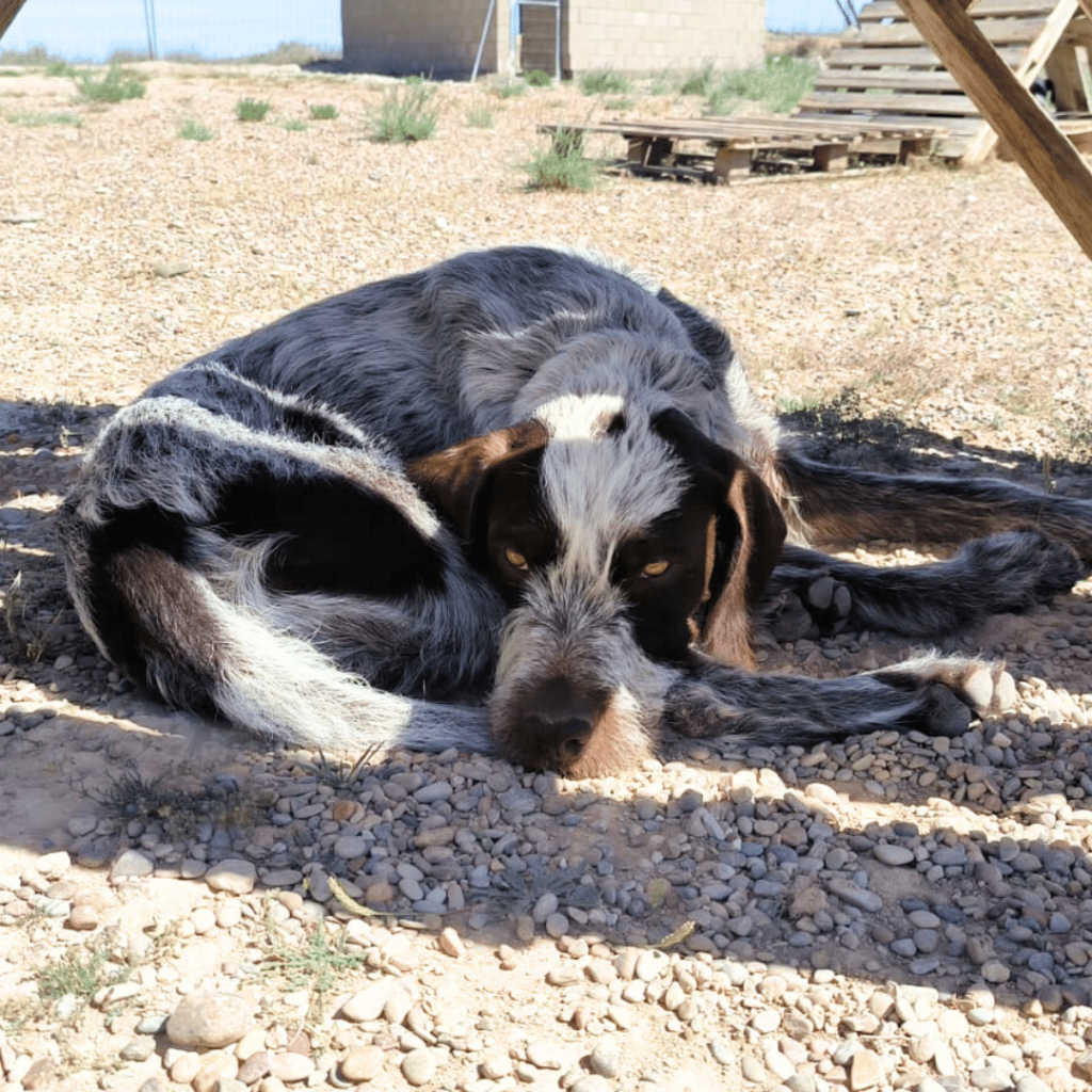 perro-en-adopcion-griffin-4