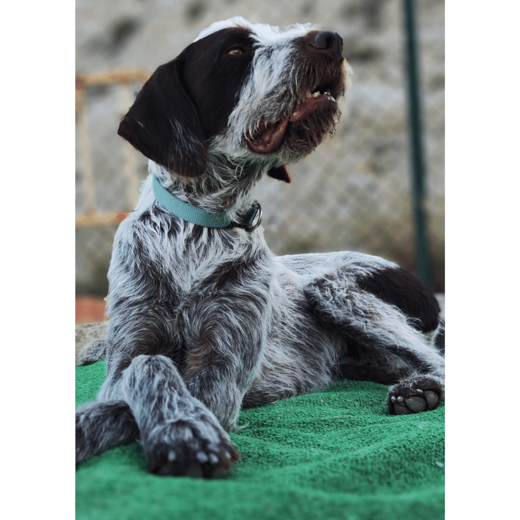 perro-en-adopcion-griffin-5