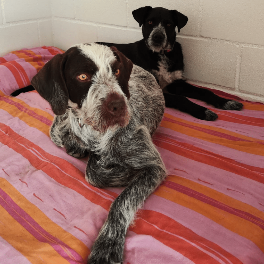 perro-en-adopcion-griffin-6