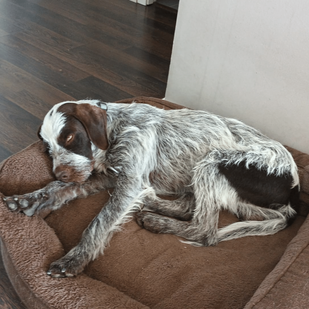 perro-en-adopcion-griffin-8