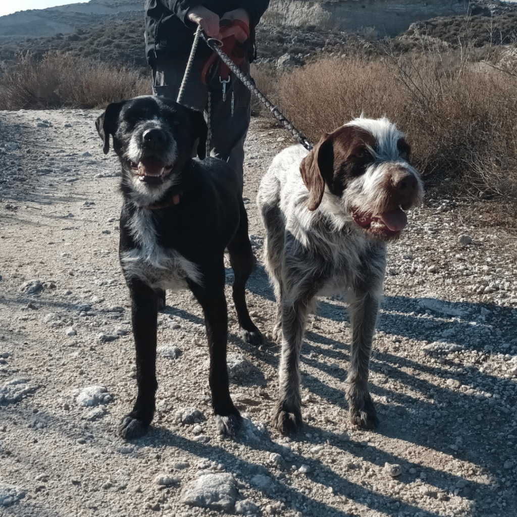 perro-en-adopcion-griffin-9