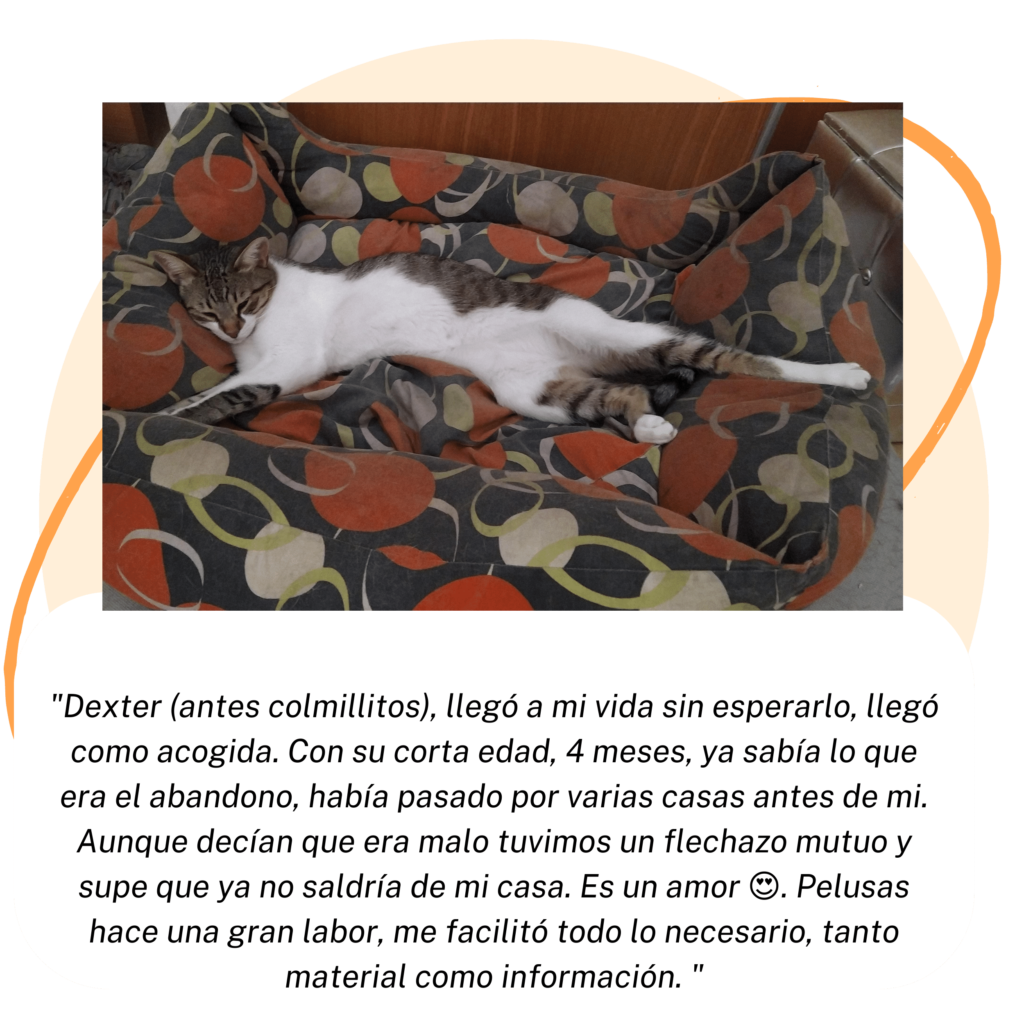 dexter-testimonio