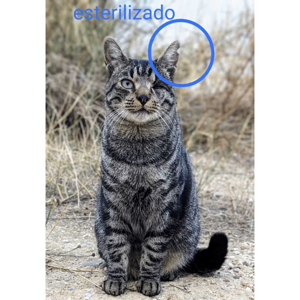 gato-esterilizado-cer