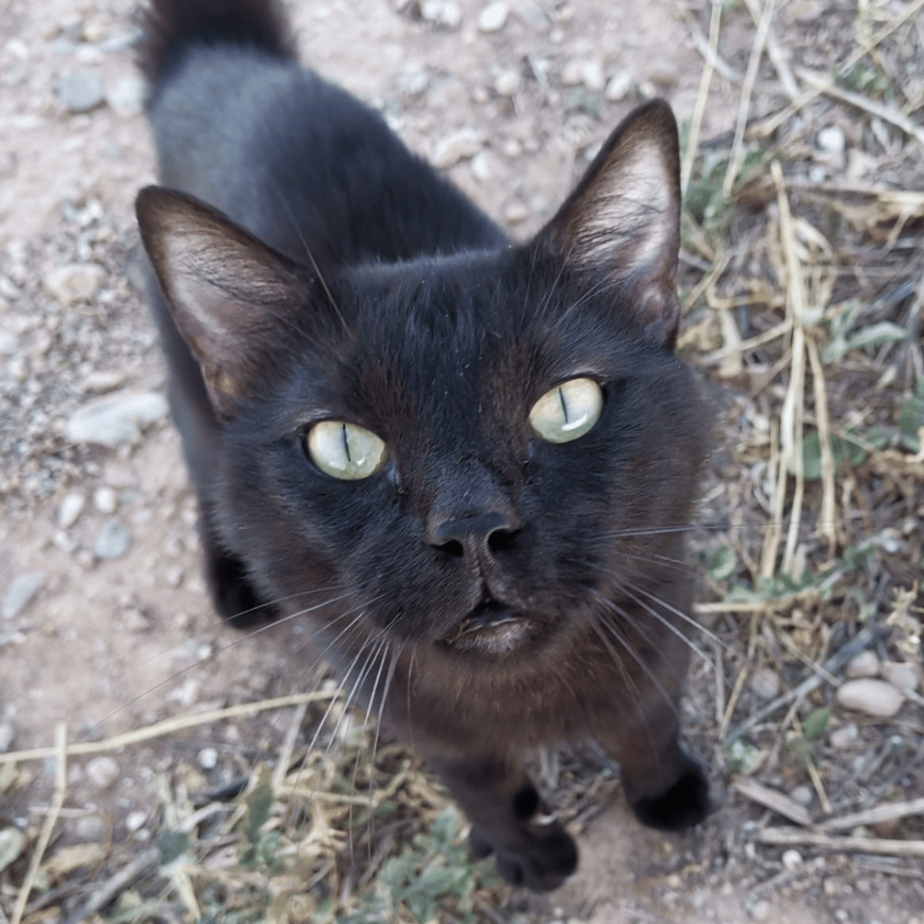 milo