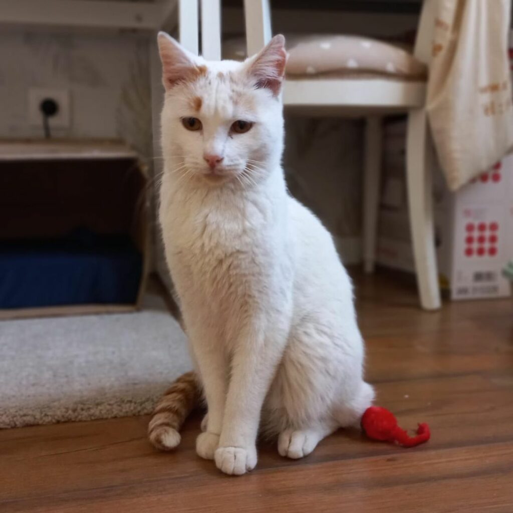 Gato en adopción blanco