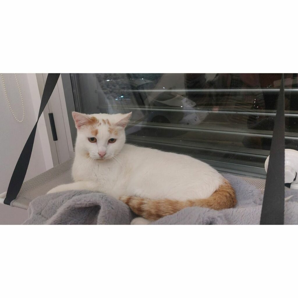 Coco echado ventana