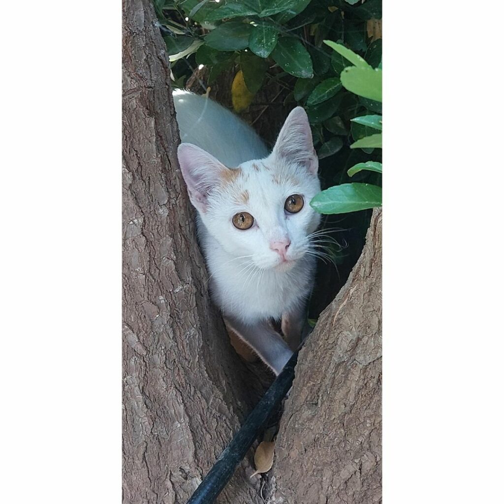 Coco árbol
