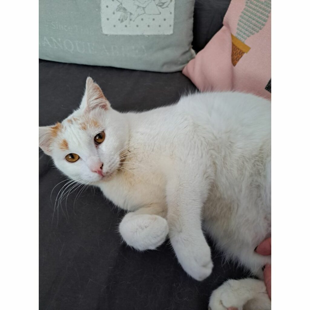 Gato blanco mimoso