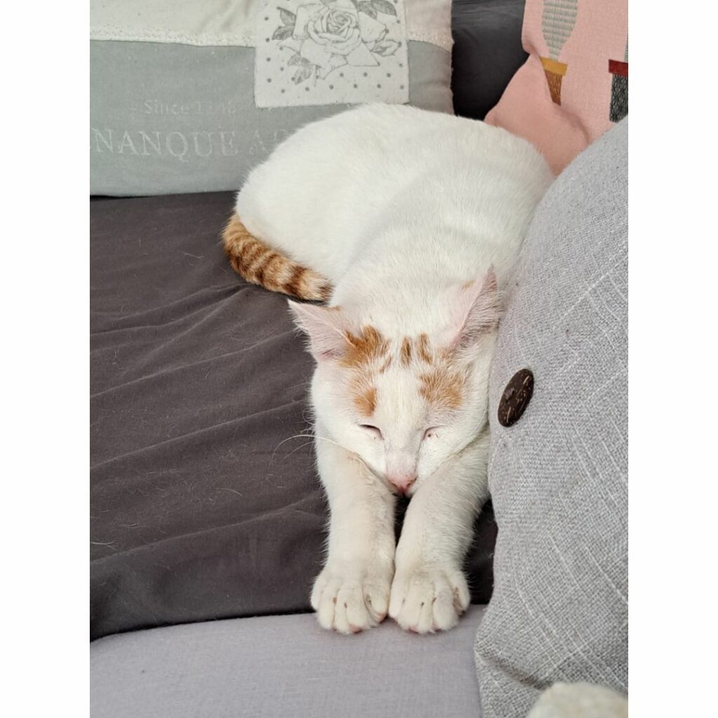 Gato blanco durmiendo en el sofá
