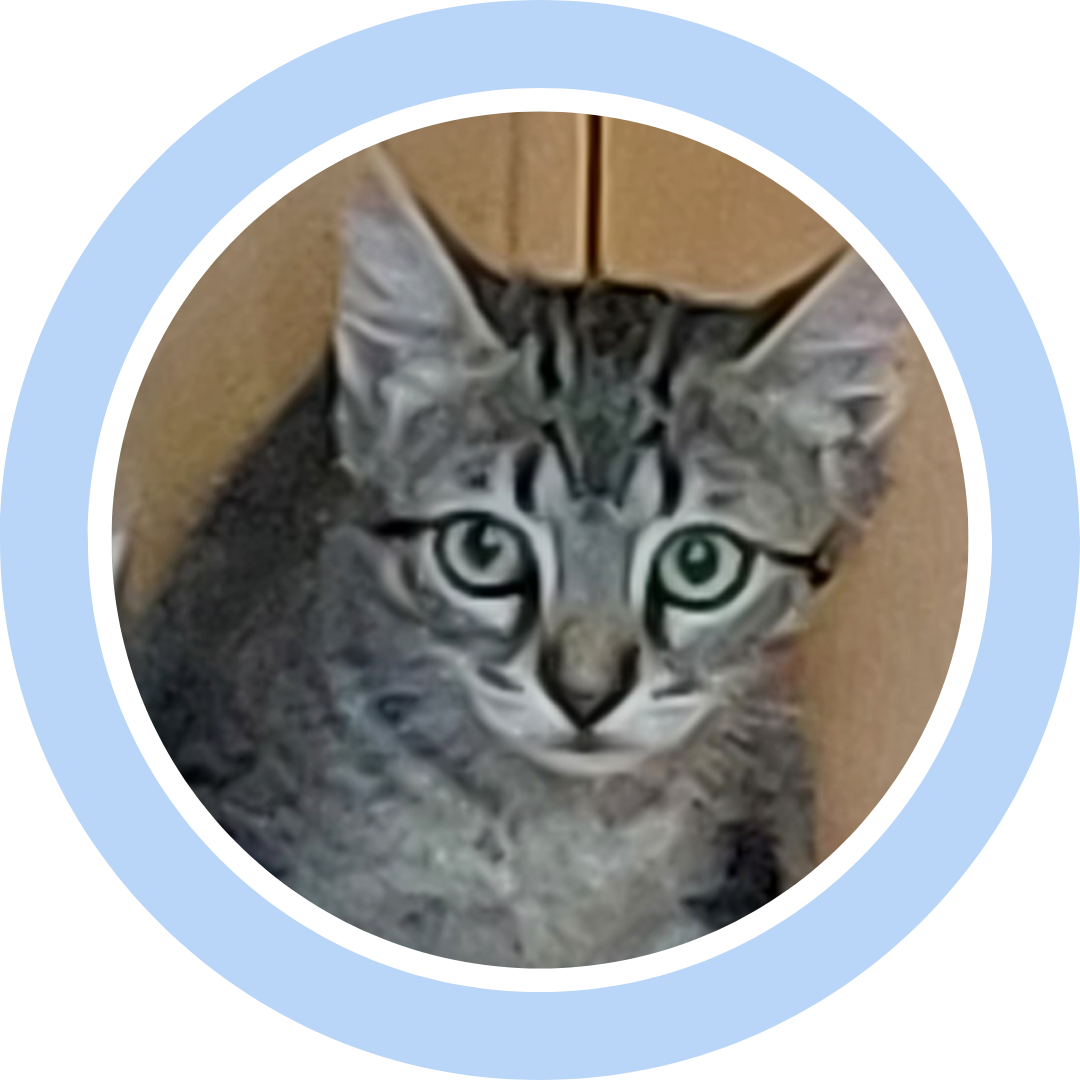 Gatita en adopcion