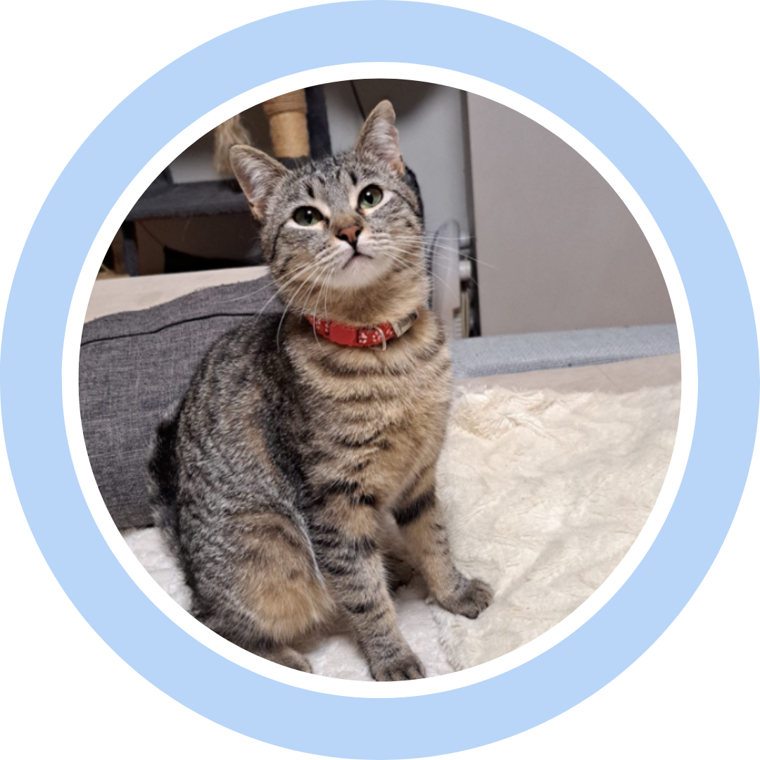 Gata gris en adopcion
