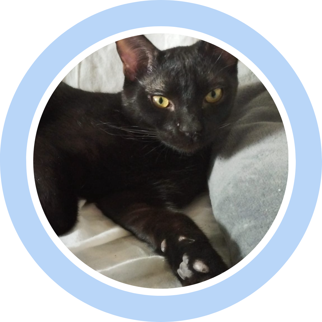 Gato negro en adopcion