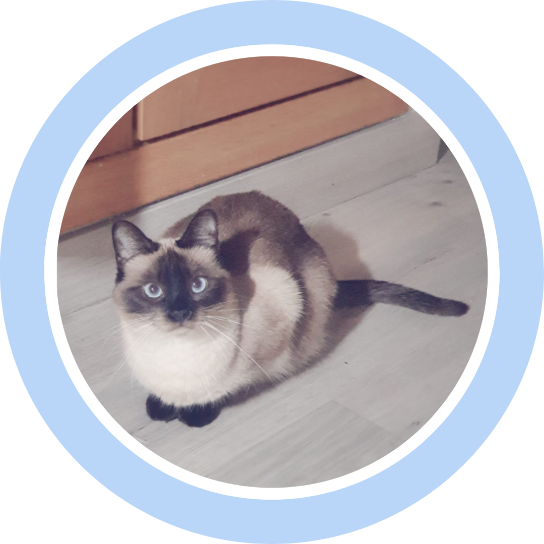 Gata siames en adopcion